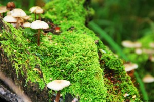 推荐教程“手机麻将机必赢神器”真实开挂技巧分享