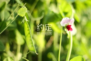 今日分测“雀神广东麻将必赢方法”详细开挂玩法