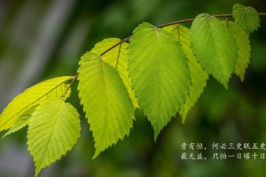 玩家必读“微乐麻将万能开挂器通用版”(原来确实是有挂)
