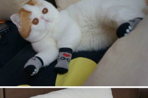 推荐教程“微乐捉鸡透视挂下载”爆光开挂猫腻