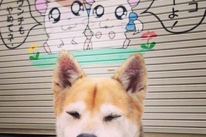 玩家点评“功夫川麻小程序万能开挂器”附开挂脚本详细教程-知乎